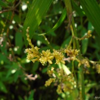 Calamus rotang L.